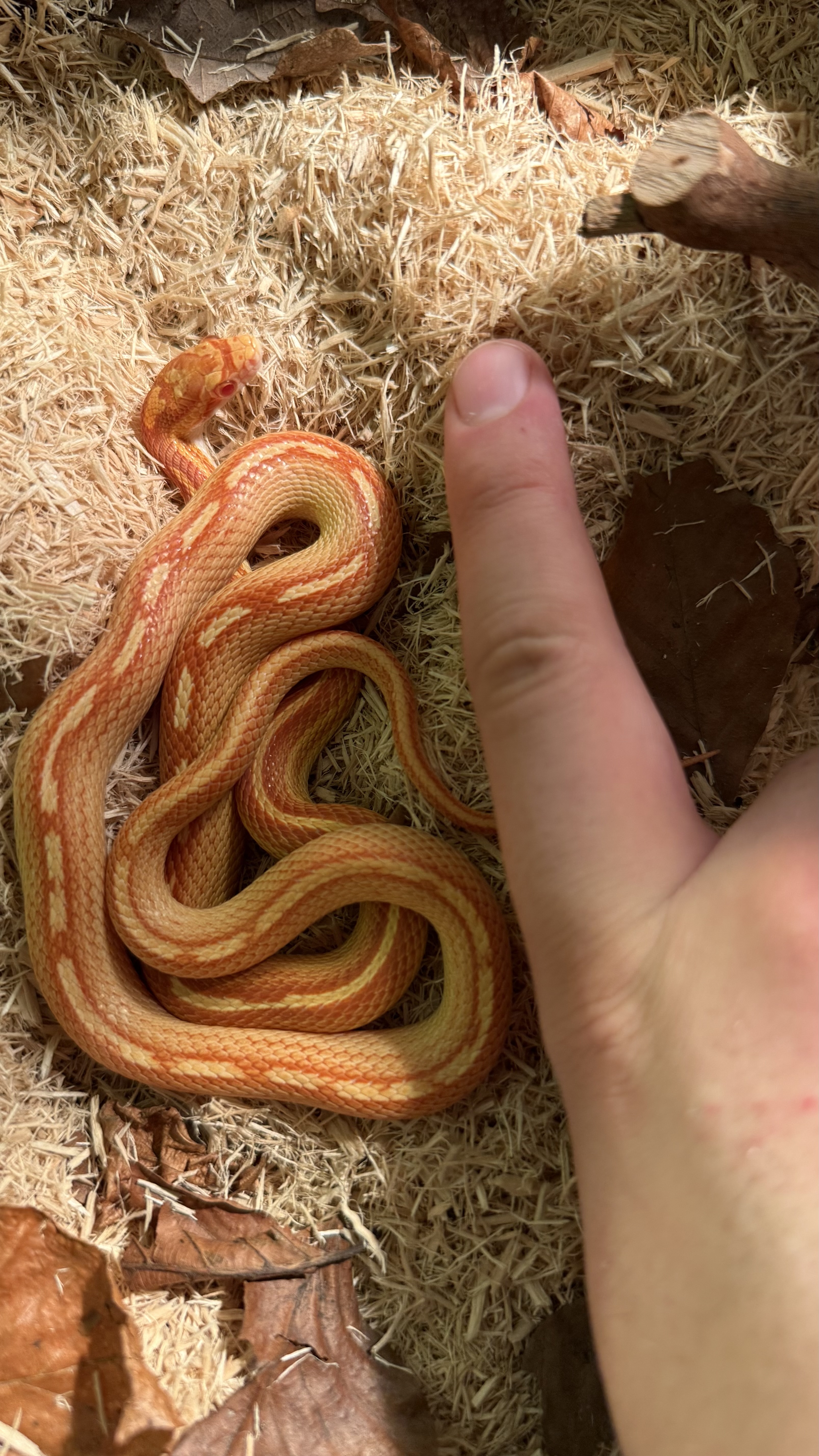Größenvergleich mit meinem Finger