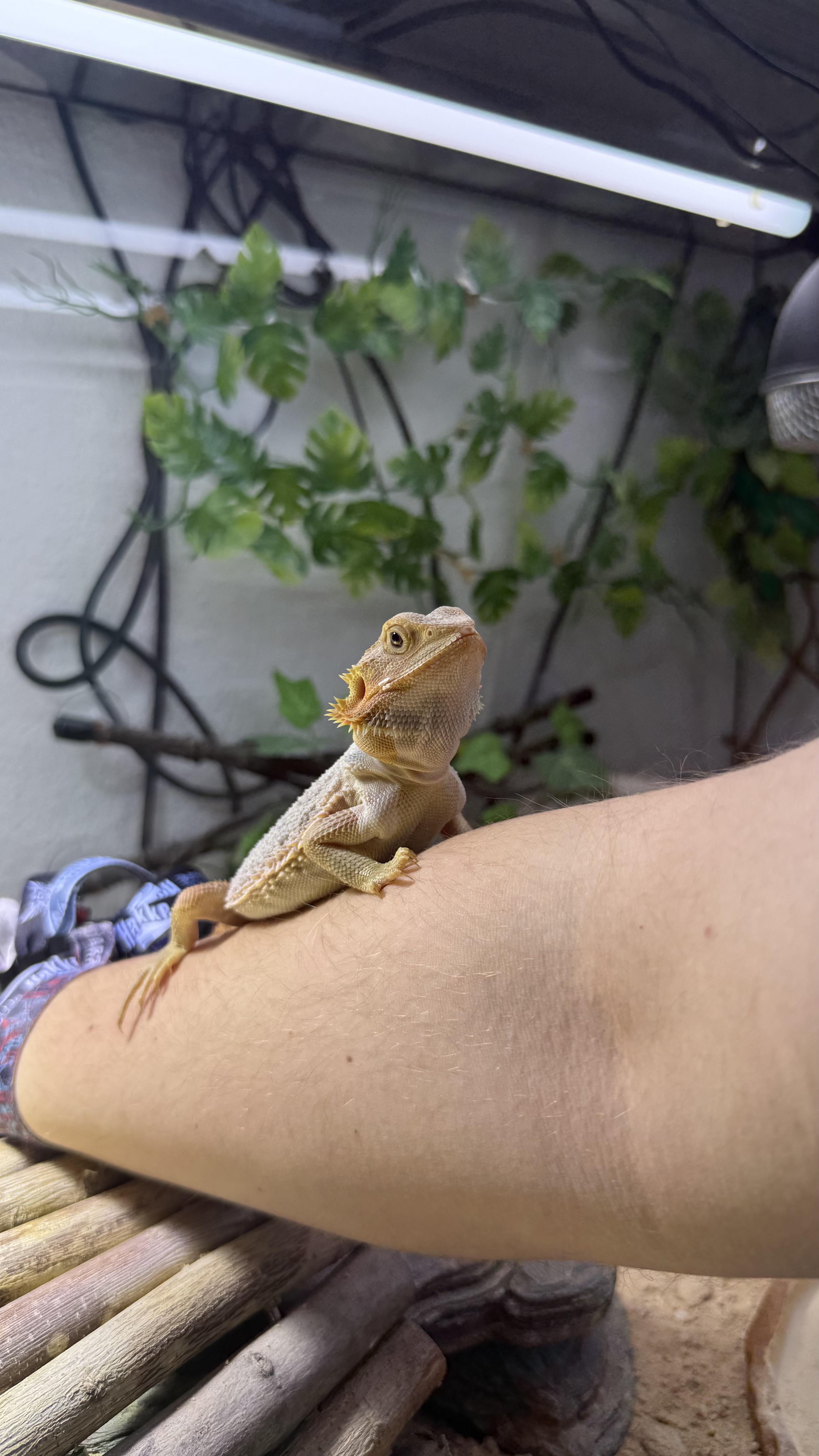 Murph