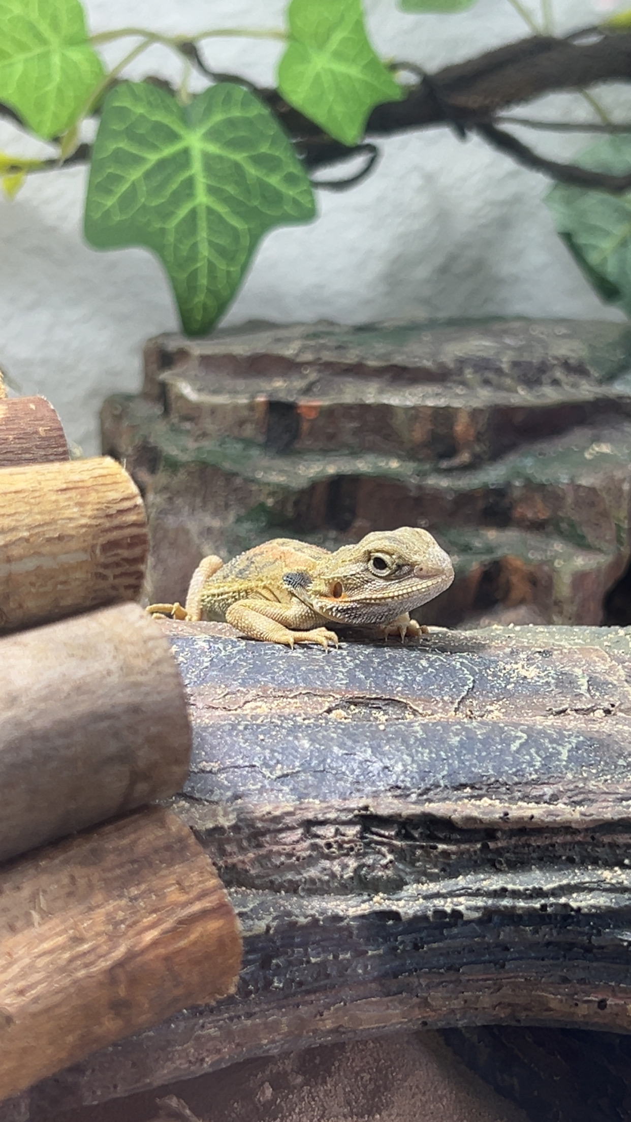 Murph