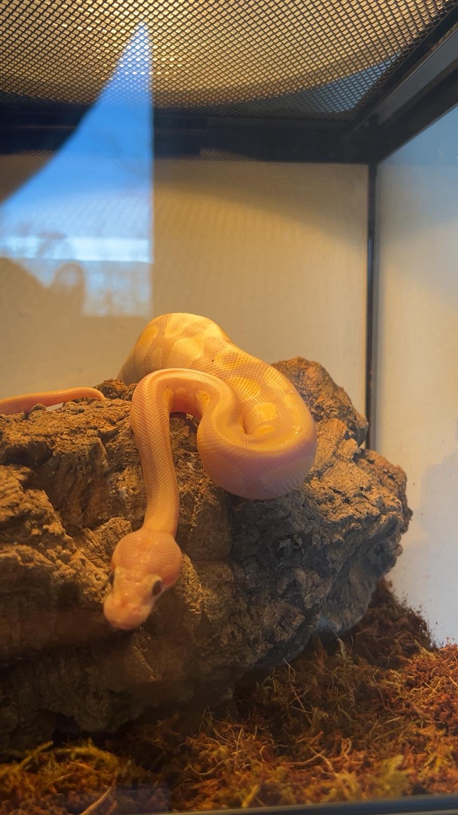 Coda