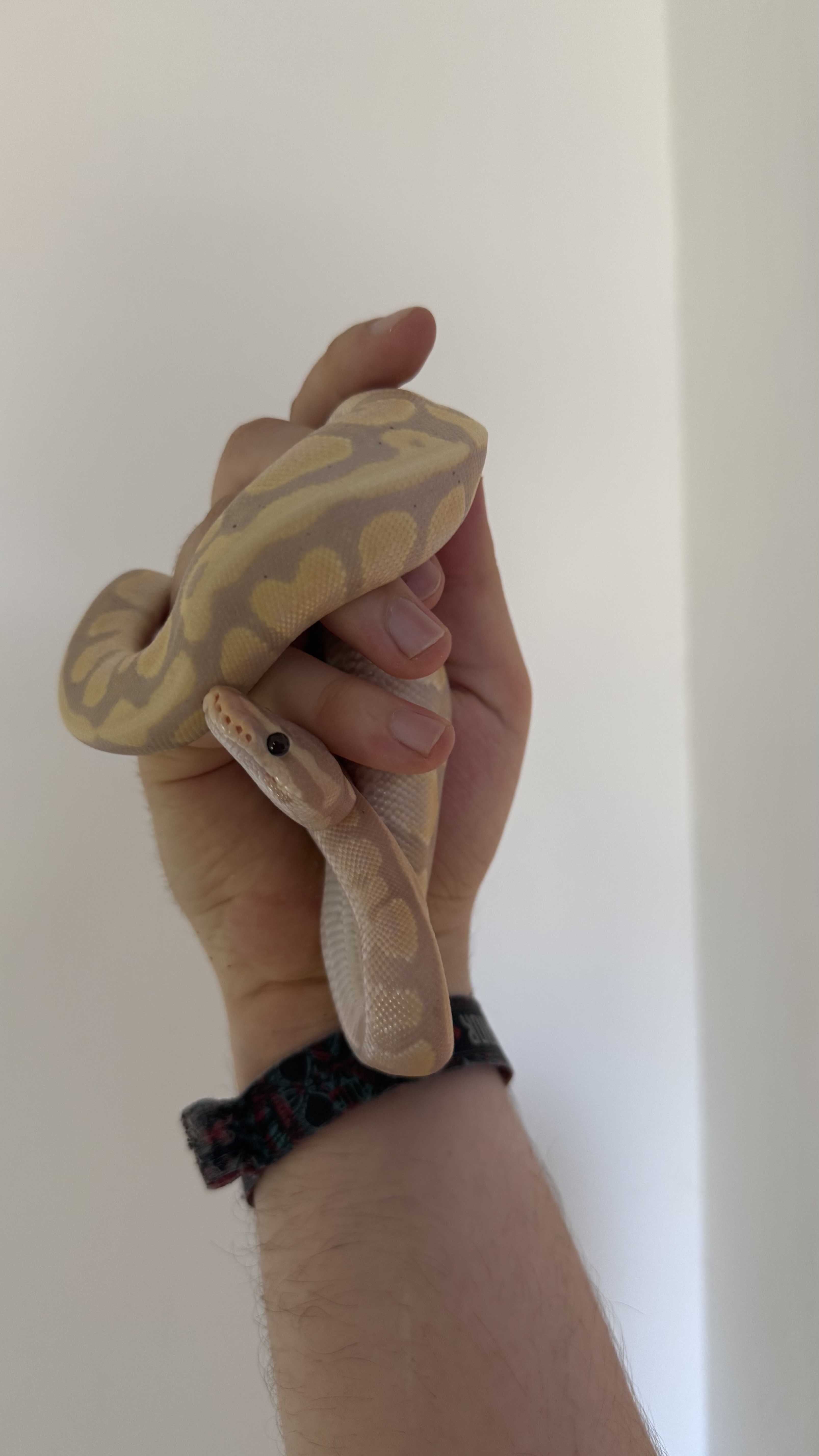 Coda