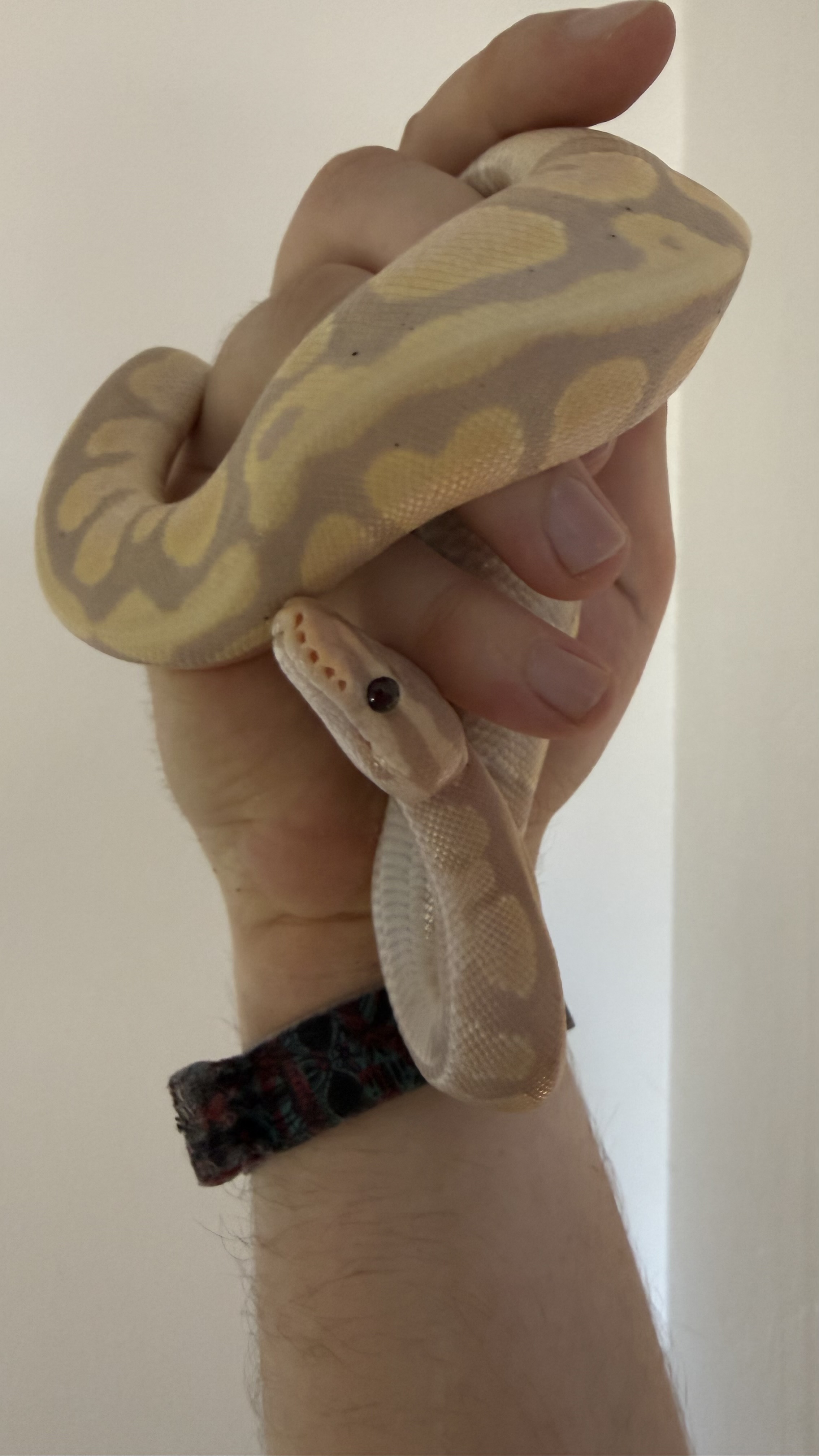 Coda