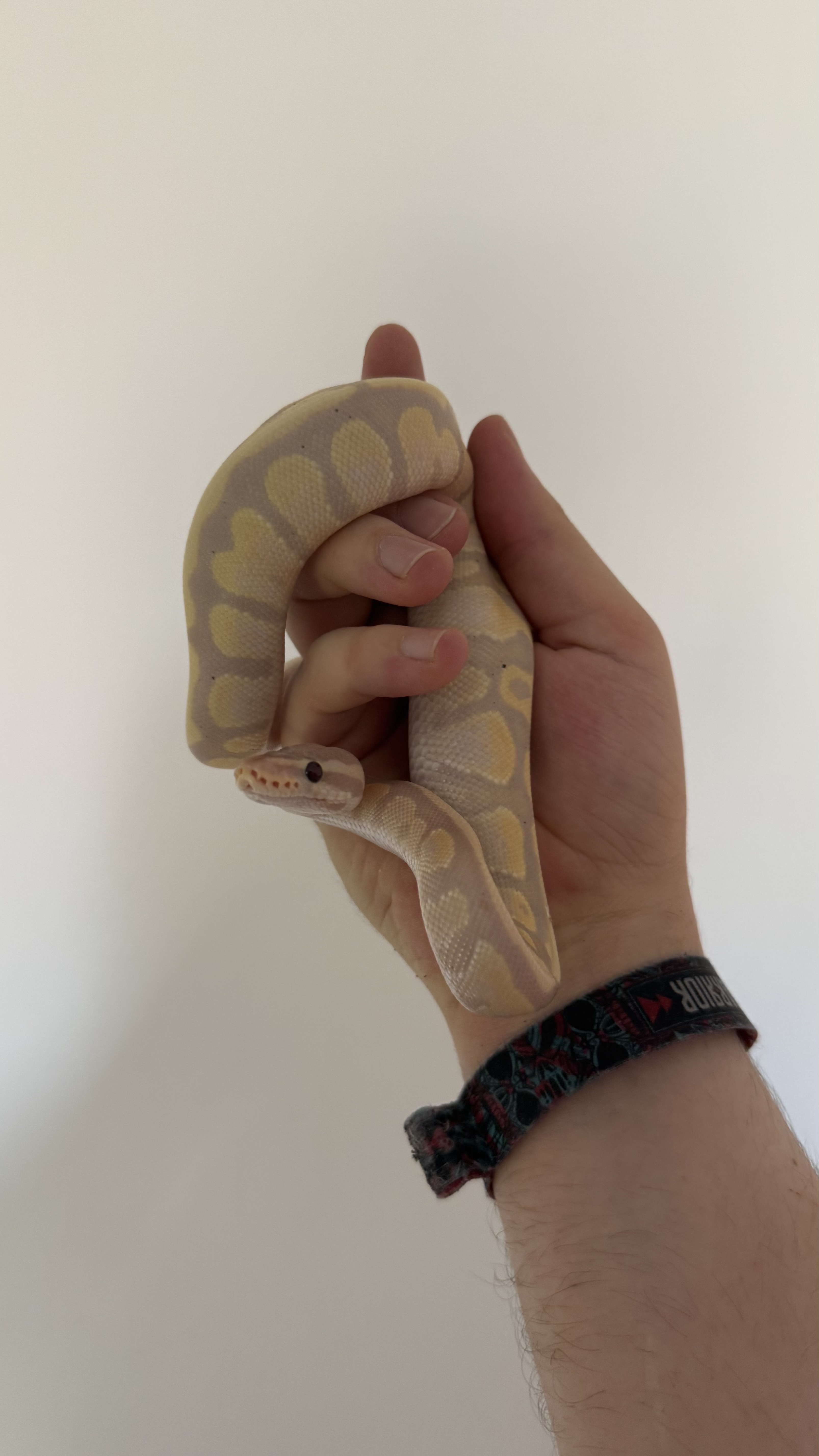 Coda