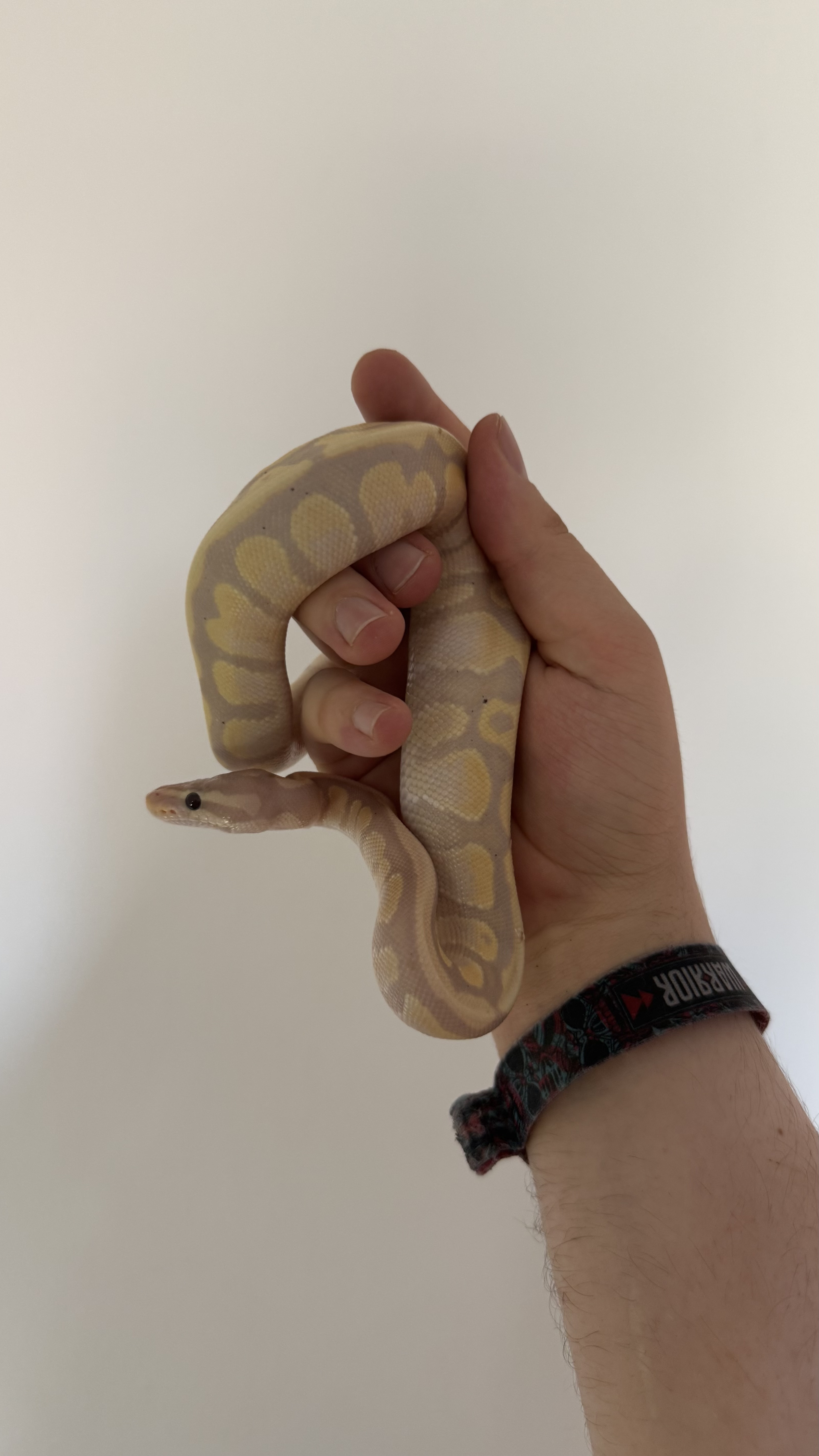 Coda
