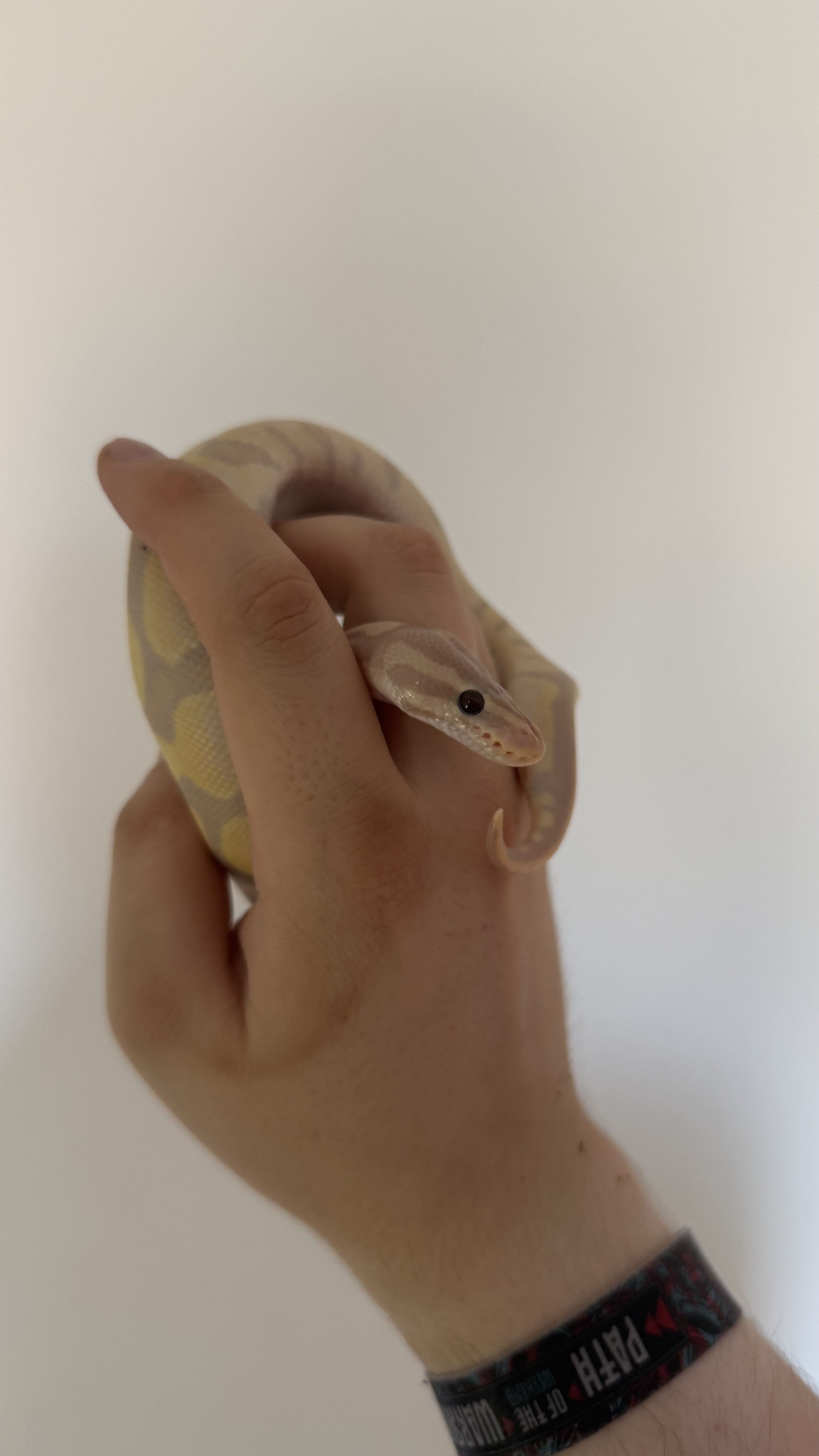 Coda