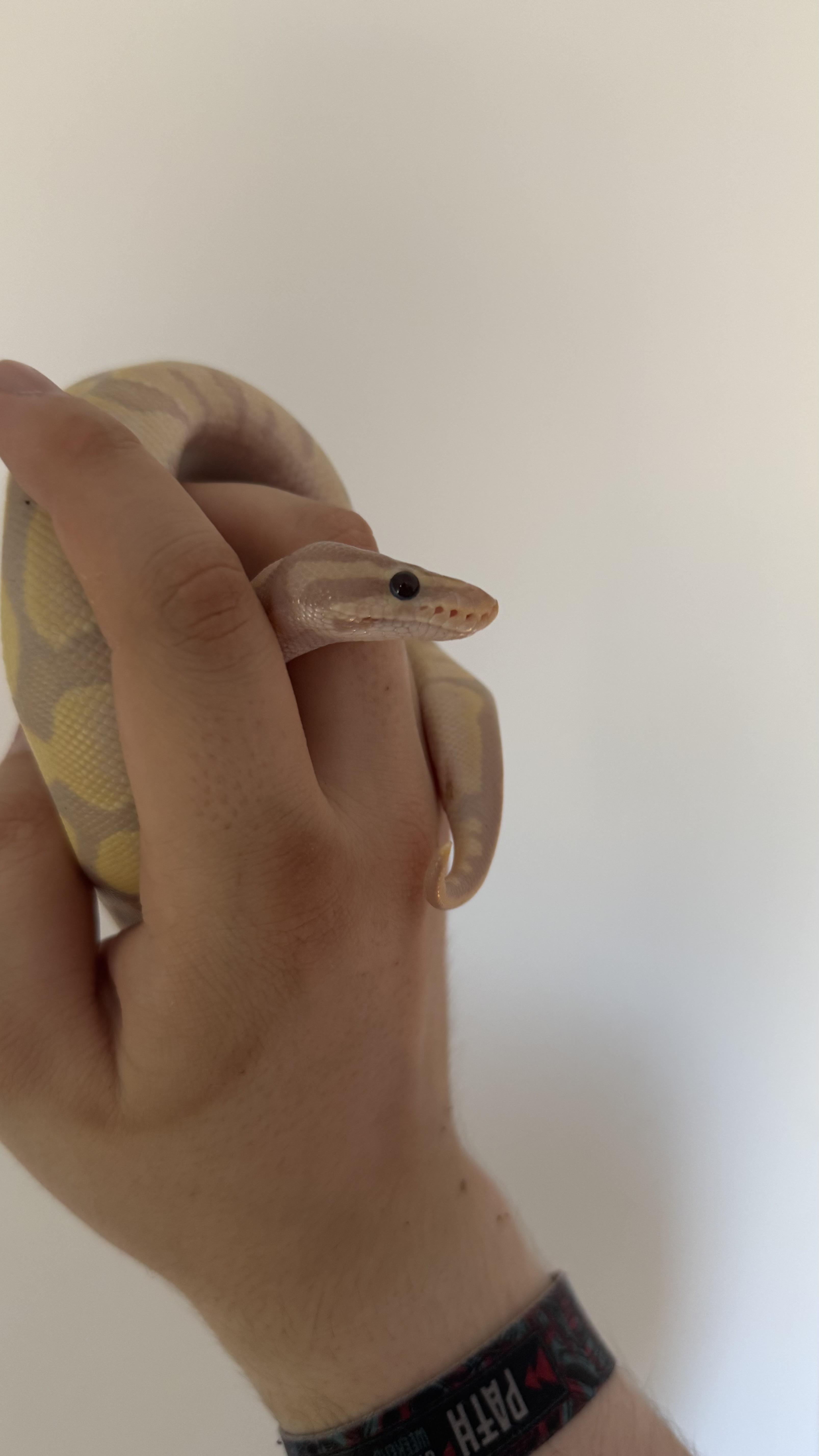 Coda