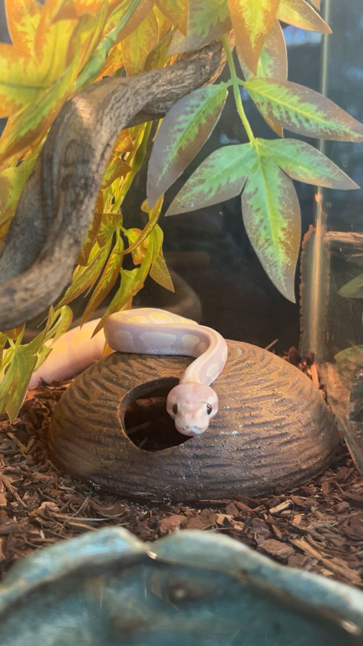Coda