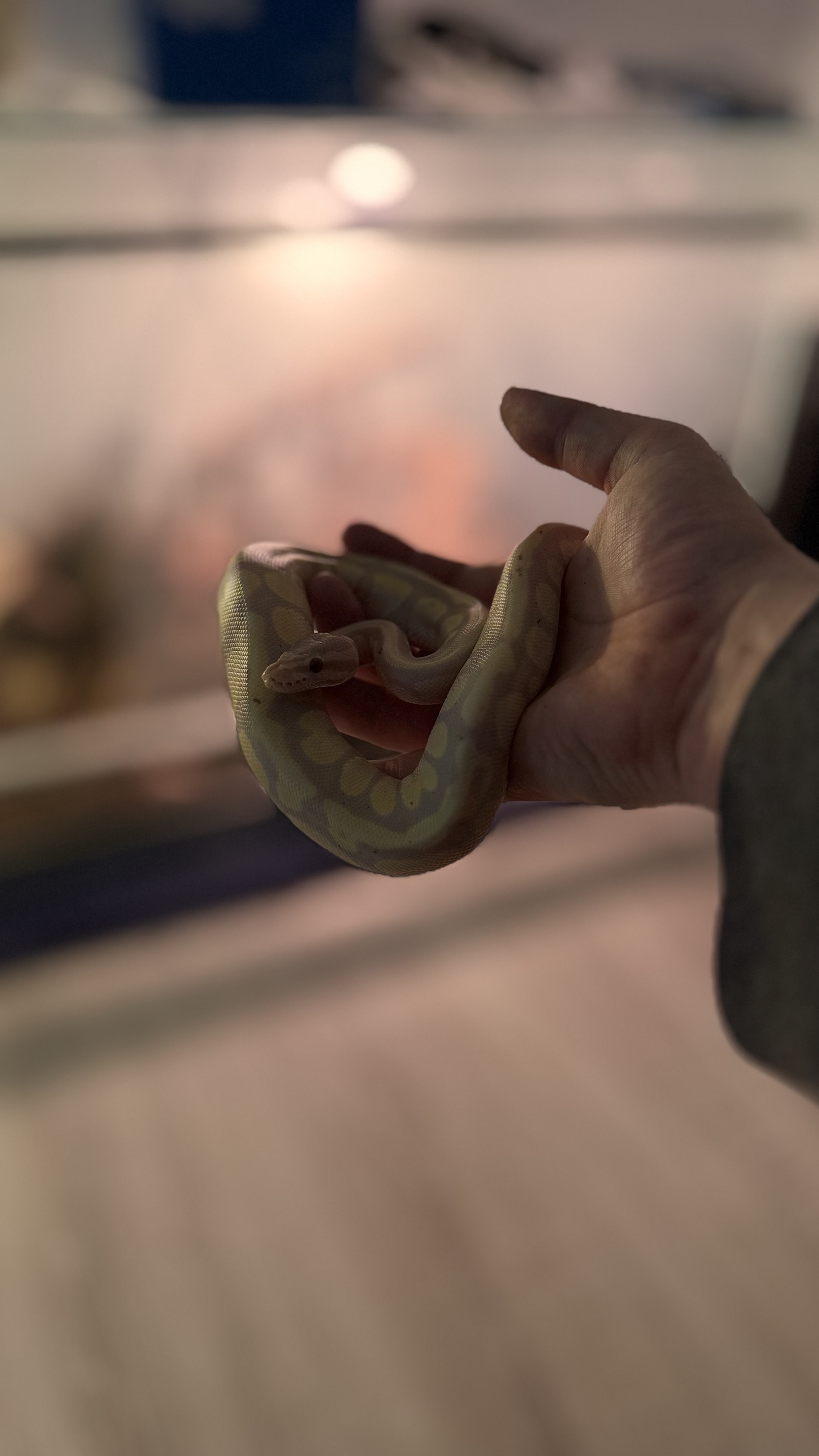 Coda