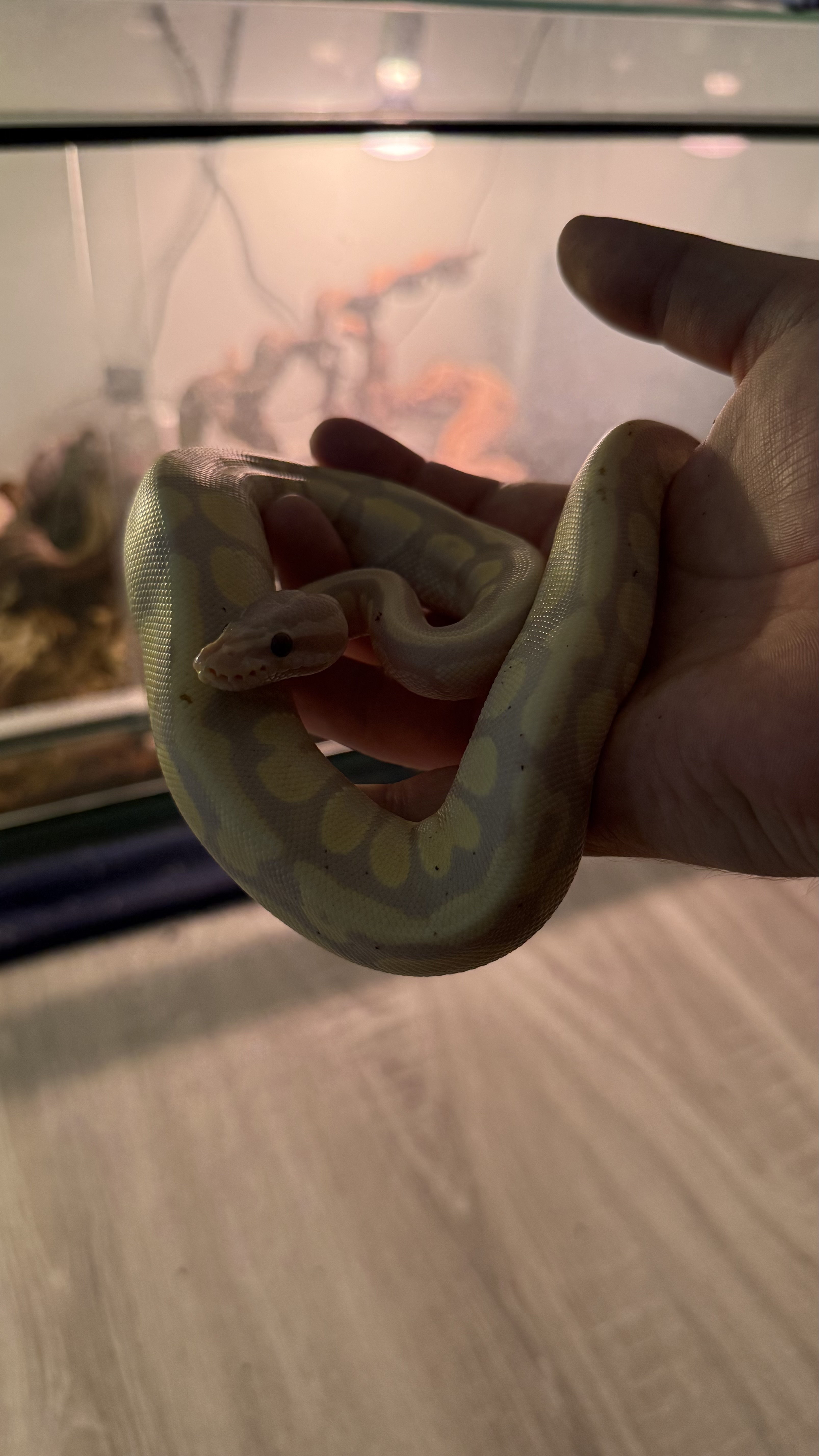 Coda